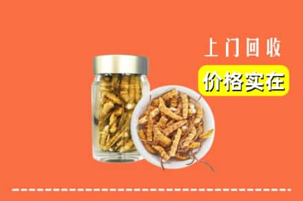 伊春市大箐山回收散虫草